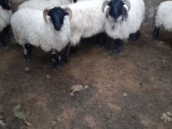 Mayo Ram Lambs & Hoggets Rams - Main image