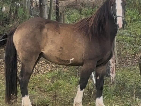 Dun 3 year old gelding - Main image