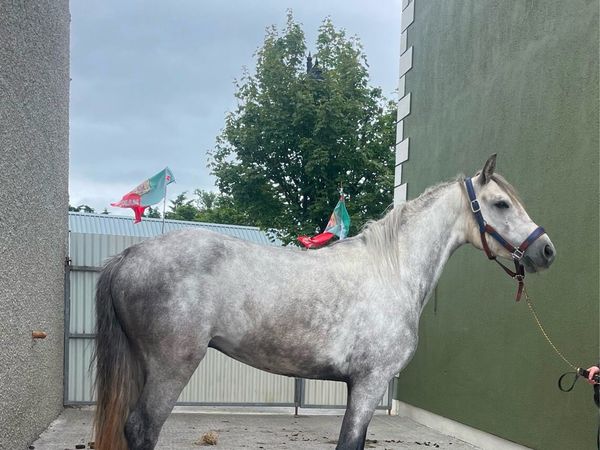 Super Connemara Gelding - Main image