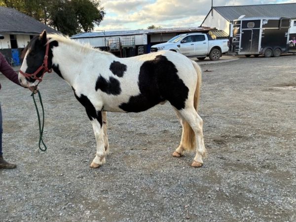 14.1hh 3 year old pony - Main image