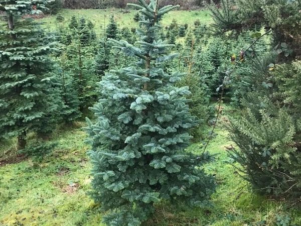 CHRISTMAS TREE CROP FOR SALE - BUYER TO HARVEST - Main image