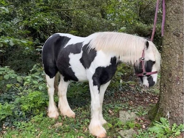 Gelding pony - Main image