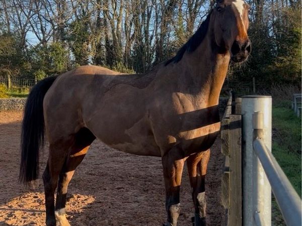 TB gelding - Main image