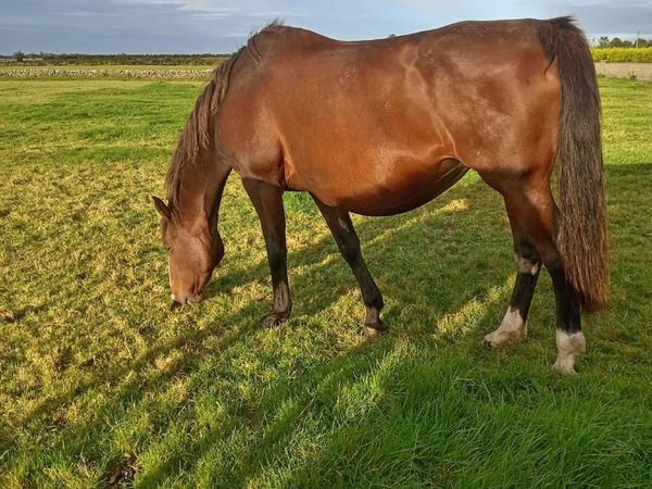 Horse & Foal - Main image