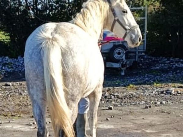 3 year old filly - Main image