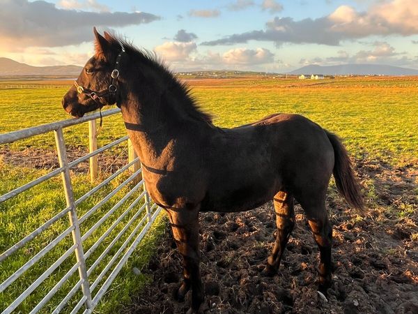 Fole from black hero, draft horse - Main image