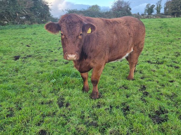 4 x Springer Heifers - Due for Balla Mart 31/10 - Main image