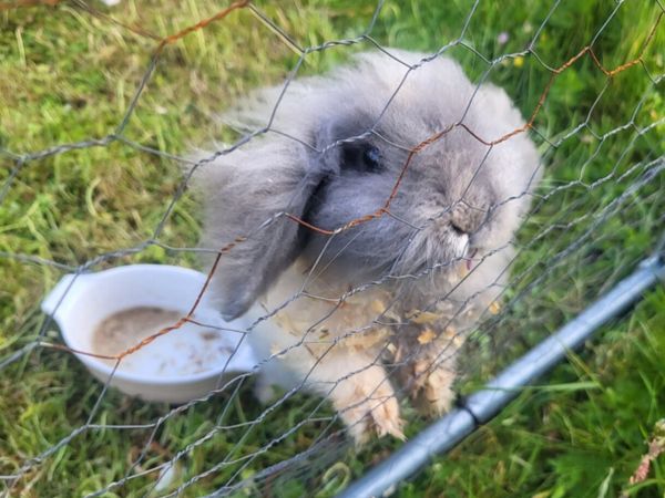 American Fuzzy Lop Rabbit - Main image