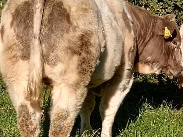 3 BB BULLS ballymote mart Friday 23rd - Main image