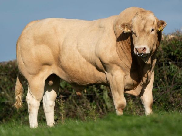 Blonde Bull - Main image