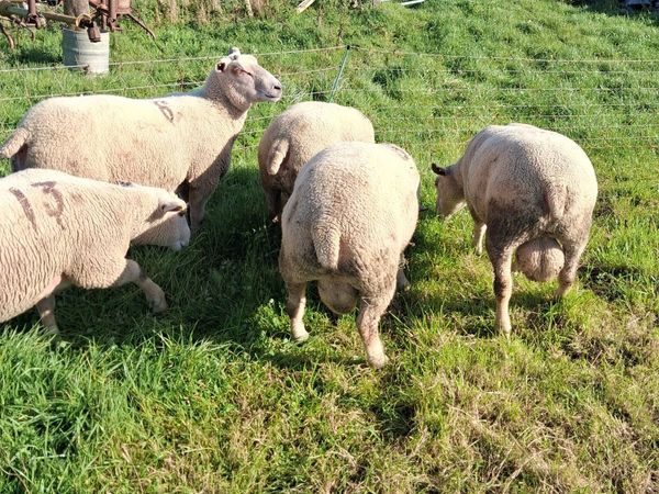 Last few quality charlollais hoggets left - Main image