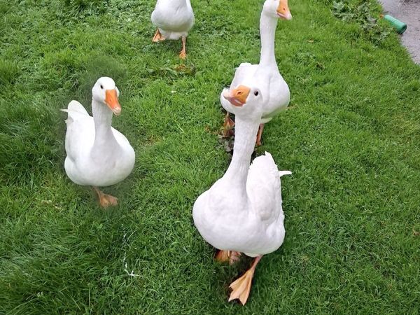 Geese - Main image