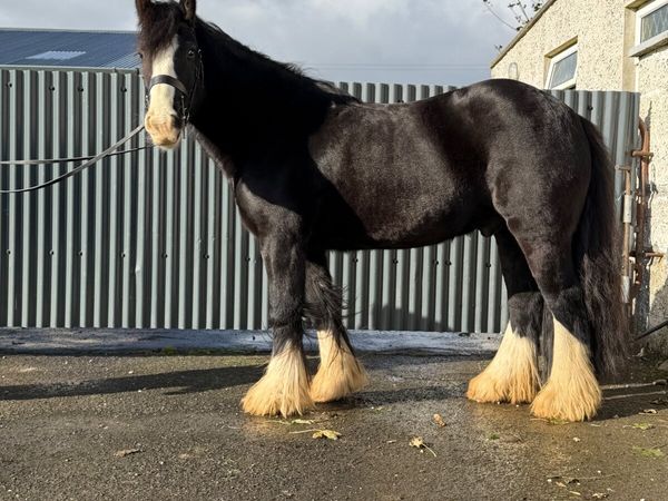 Super traditional cob - Main image