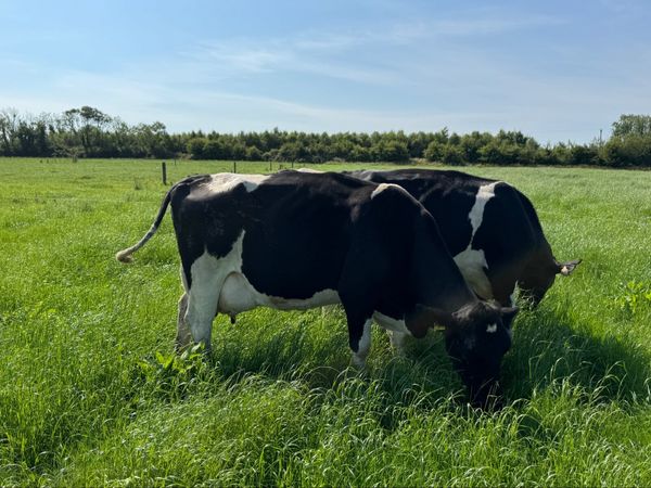 Pedigree Friesan heifer calves - Main image