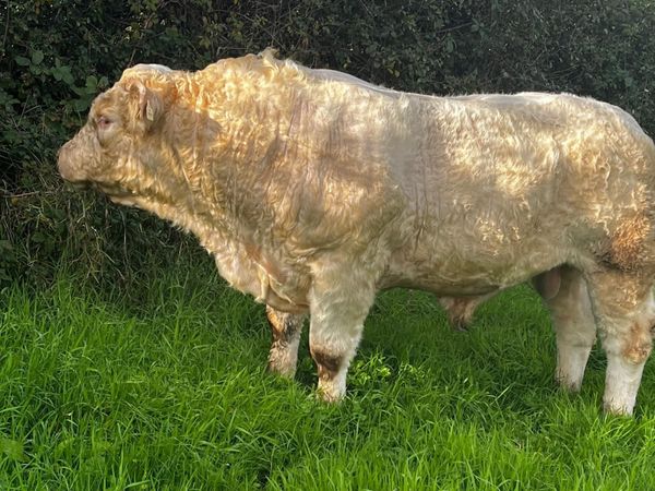 Charolais bull - Main image