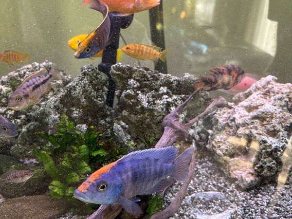 Cichlids for sale - Main image