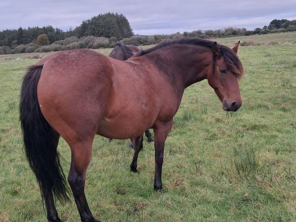 Bay mare for sale - Main image