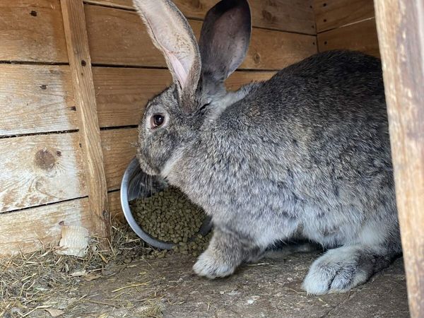 Female Flemish rabbit - Main image