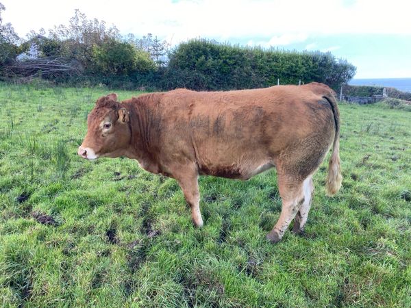 8 quality LMX In calf Heifers for Sale - Main image