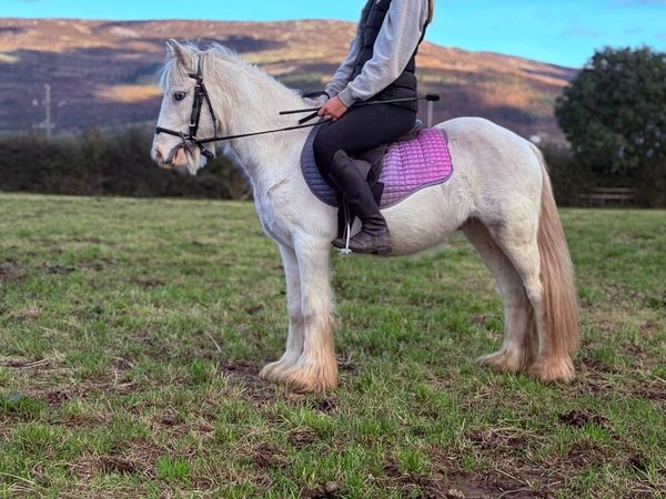 Perfect childs pony - Main image