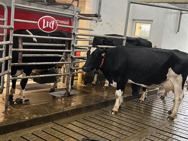 Cows/heifers wanted for lease - Main image