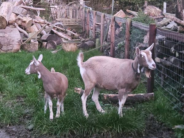 British toggenburg register goats - Main image
