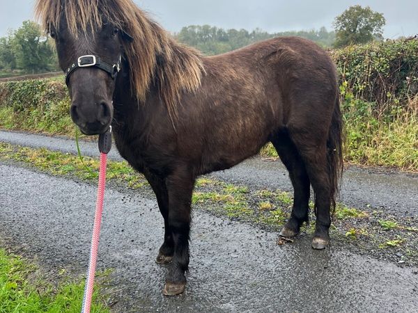 Shetland pony - Main image
