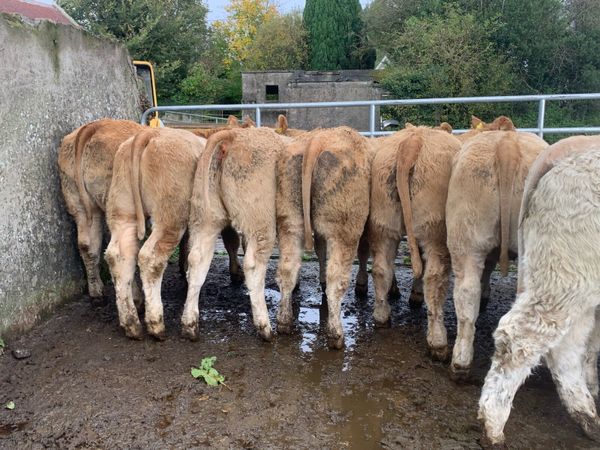 35 super 380kg charlaois heifers - Main image
