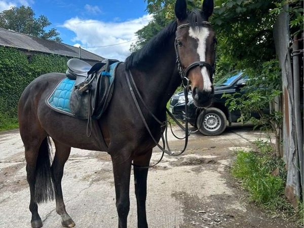 4 year old bay mare by Bernhard - Main image