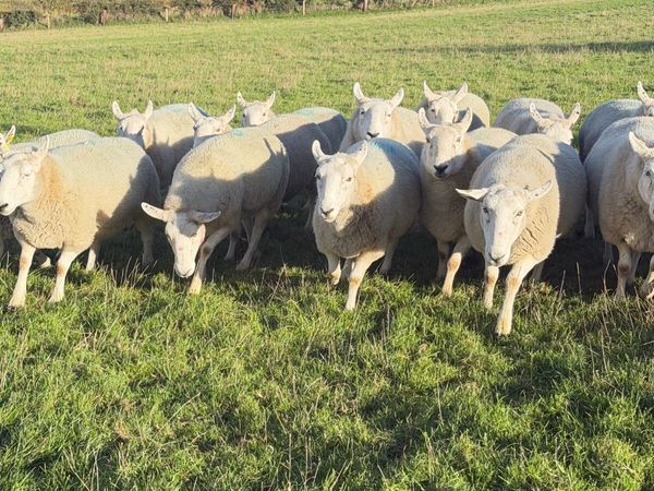 Sheep - Main image