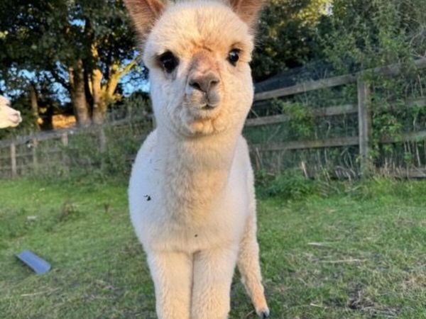 Alpacas for sale - female, cria or packages of 3 - Main image