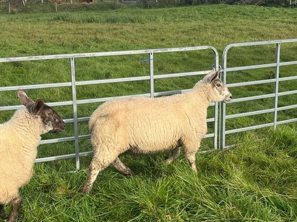 Texel and crossbred lambs - Main image