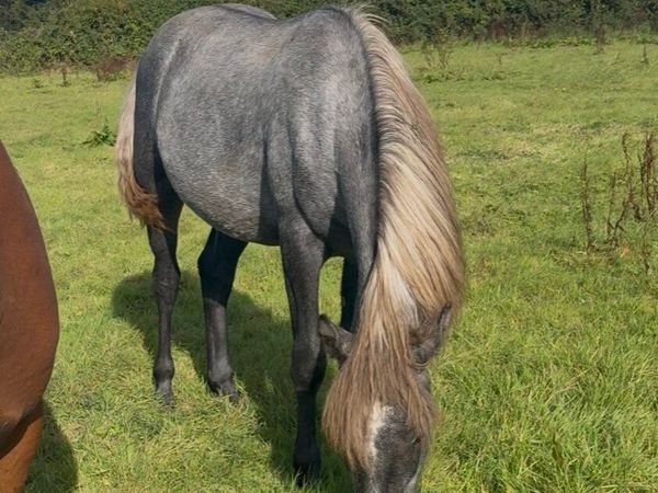 Full Connemara colt - Main image