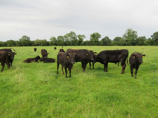 wagyu  bullocks - Main image