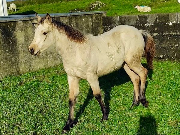 Two Connemara Filly Foals - Main image