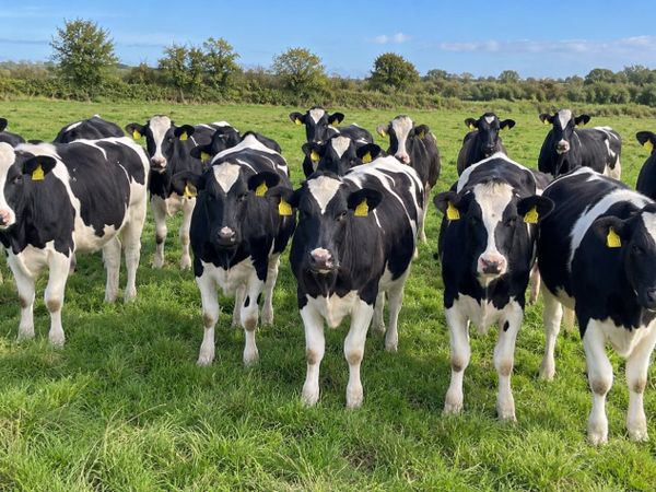 QUALITY FRIESIAN HEIFERS FOR SALE - Main image