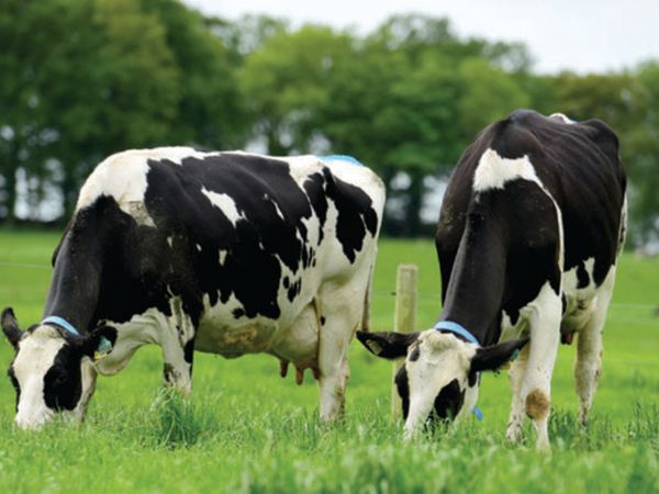 Dairy farm - Main image