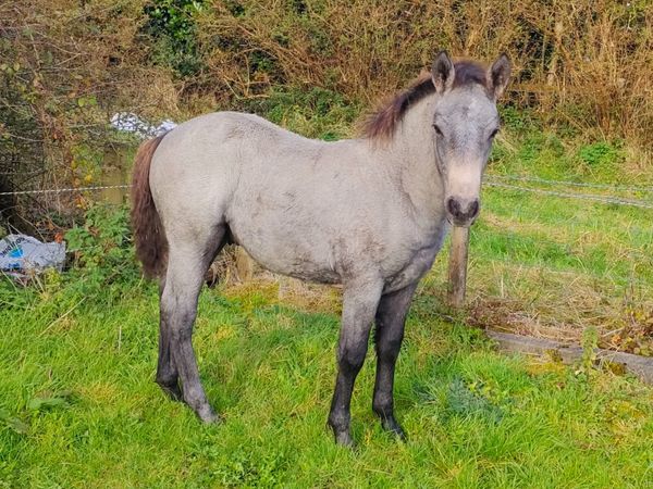 Connemara Colt Foal Lot 687 Clifden Sat 24th - Main image