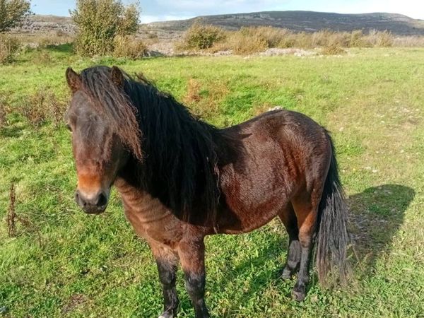 Kerry bog ponys - Main image