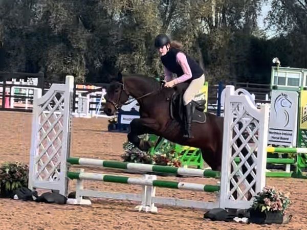 ~ Exceptional 138cm 5yo registered Class 1 Connie - Main image
