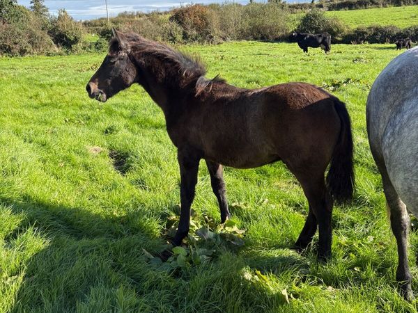 Connemara Colt Foal - Main image
