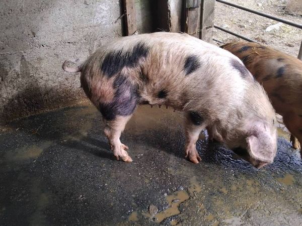 Cull sow - Main image