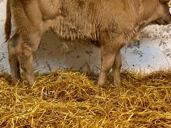 4SUPER E AND U GRADE CONTINENTAL SUCK CALVES - Main image