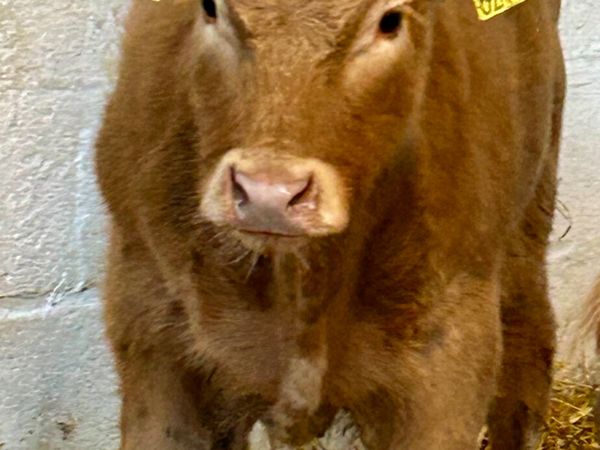 3 SUPER E AND U GRADE CONTINENTAL SUCK CALVES - Main image