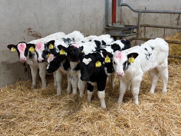 6 Belgian Blue Heifer Calves - Main image