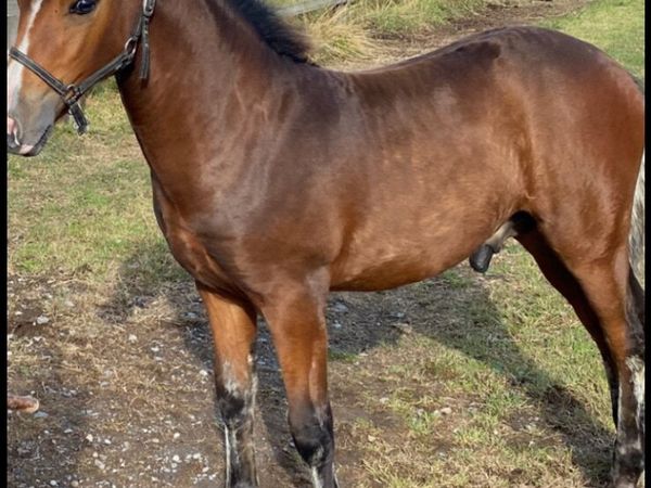 Connemara pony foal - Main image
