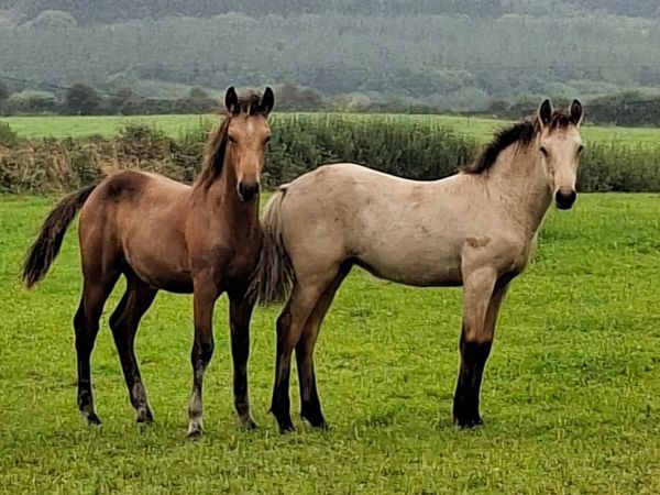 Registered Connemara foals - Main image