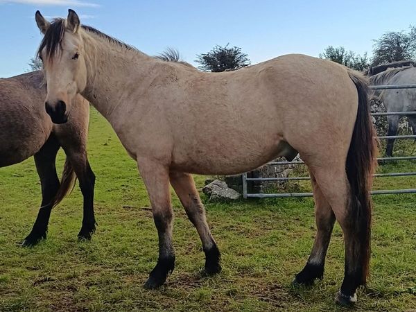 10 fully registered connemara geldings - Main image