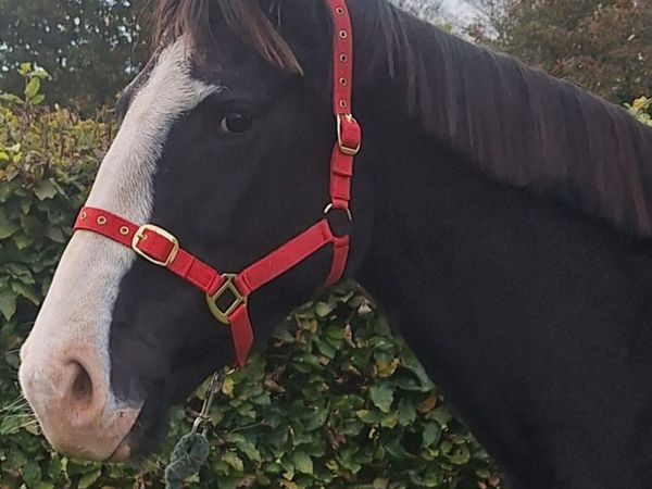 5yr old Filly - Main image