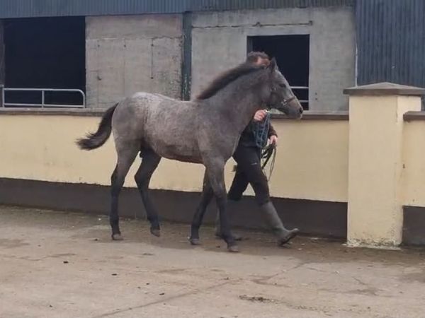 Connemara Colt Foal - Main image